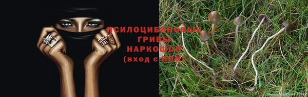 индика Беломорск